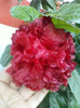 4 oct 2012-flori 047