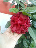 hibi rosu batut