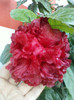 4 oct 2012-flori 050