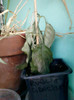 4 oct 2012-flori 054