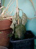 4 oct 2012-flori 057