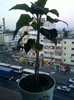 4 oct 2012-flori 058