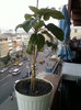 brugmansia sanguinea(rosie)