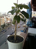 4 oct 2012-flori 060
