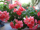 DSC07754