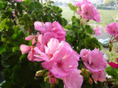 DSC07769