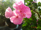 DSC07770