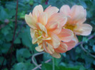 DSCN3490