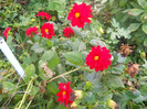 DSCN3494