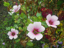DSCN3524