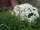 DSCN3528