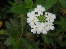 DSCN3530