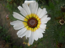 DSCN3531