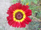 DSCN3532