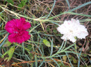 DSCN3533