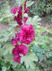 DSCN3537