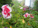 DSCN3542