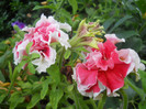 DSCN3544