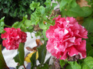 DSCN3545