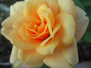 Orange Miniature Rose (2012, Sep.28)