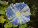 Ipomoea Flying Saucers (2012, Oct.02)