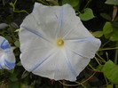 Ipomoea Flying Saucers (2012, Oct.03)