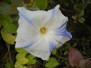 Ipomoea Flying Saucers (2012, Oct.03)