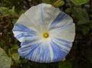 Ipomoea Flying Saucers (2012, Oct.03)