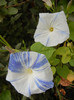 Ipomoea Flying Saucers (2012, Oct.03)