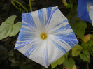 Ipomoea Flying Saucers (2012, Oct.04)