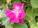 Double Pink Morning Glory (2012, Oct.03)