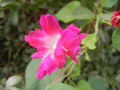 Double Pink Morning Glory (2012, Oct.04)