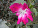 Double Pink Morning Glory (2012, Oct.04)