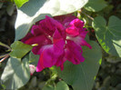 Double Pink Morning Glory (2012, Oct.05)