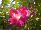 Double Pink Morning Glory (2012, Oct.05)