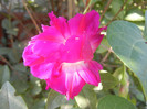 Double Pink Morning Glory (2012, Oct.05)