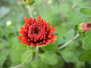 Terracotta Chrysanth (2012, Sep.30)