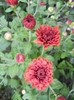 Terracotta Chrysanth (2012, Oct.03)