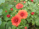 Terracotta Chrysanth (2012, Oct.04)