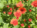 Terracotta Chrysanth (2012, Oct.05)