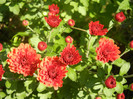 Terracotta Chrysanth (2012, Oct.05)