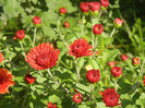 Terracotta Chrysanth (2012, Oct.05)