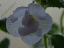 Achimenes Icy Volga
