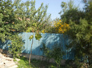 paulownia 3 ani
