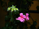 DSCN8471