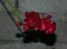 DSCN8476