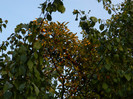 DSCN8495