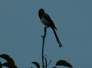 DSCN8506