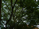 DSCN8509