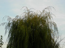 DSCN8514